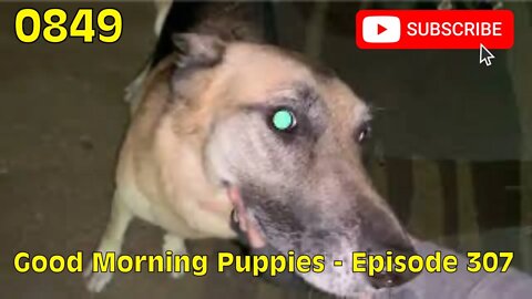 [0849] GOOD MORNING PUPPIES - EPISODE 307 [#dogs #doggos #doggos #puppies #dogdaycare]