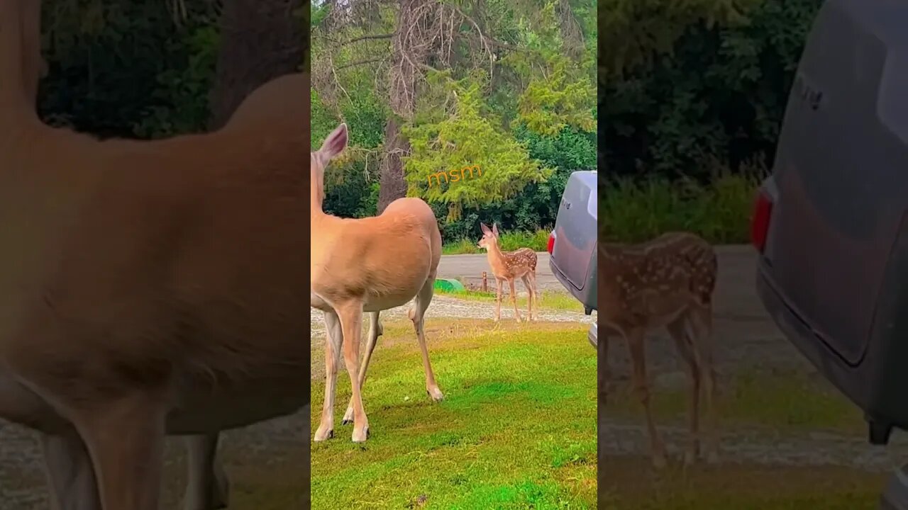 beautiful animal... অপরূপ সৌন্দর্য পূর্ণ হরিণ