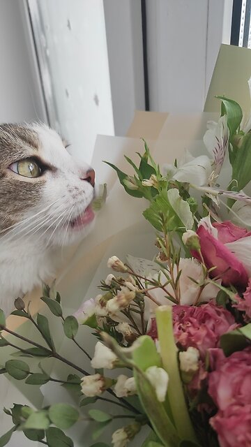 A flower-loving cat