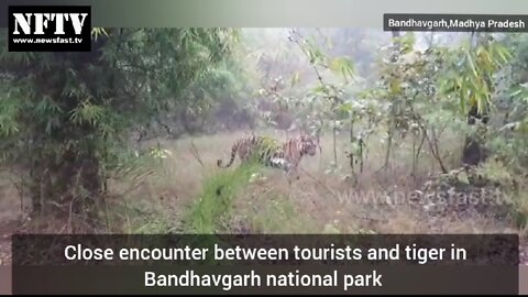 Close encounter between tourists and tiger in Bandhavgarh tiger reserve