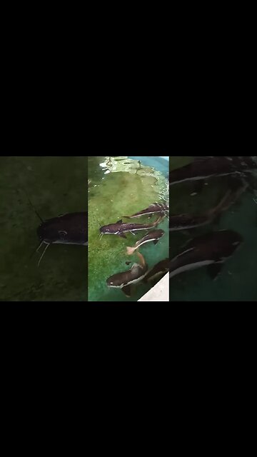 Hungry Catfish ☺️