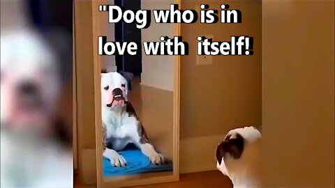 Dog that can't stop looking at himself