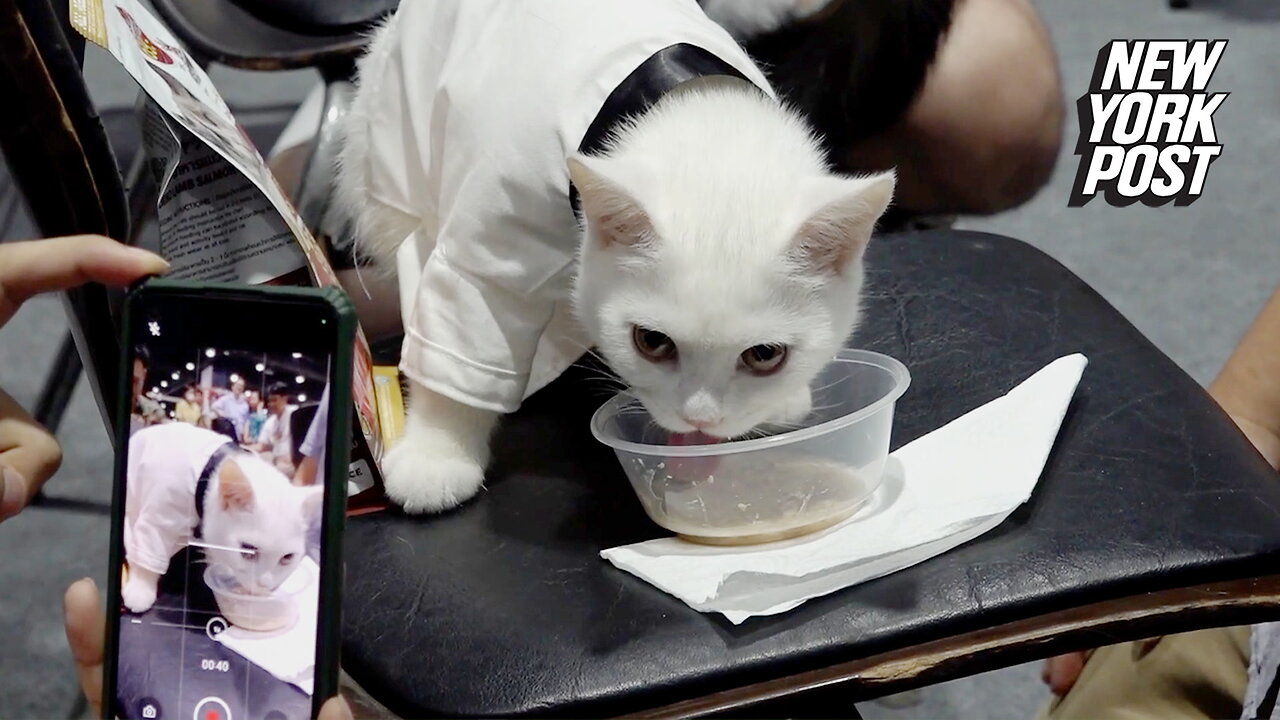 Cat lovers go feral for quirky eating competition