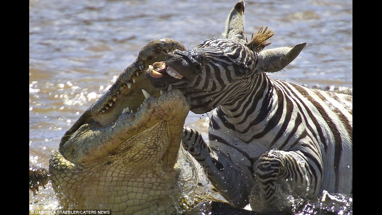 See!!! How the zebra managed to survived the attack of the crocodile