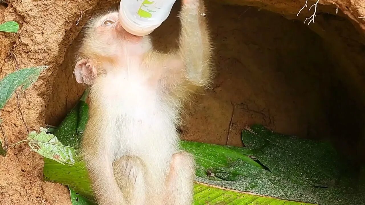 Poor kley monkey was so happy that I bought milk while it was raining heavily-6