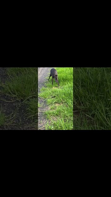 Cute Disabled Greyhound goes for a Walk