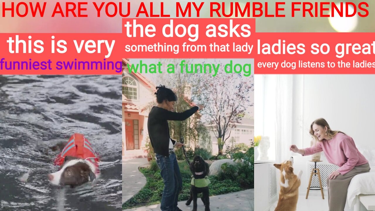 Dog dogs doing so funny things animals are very great #shorts #subbutrue
