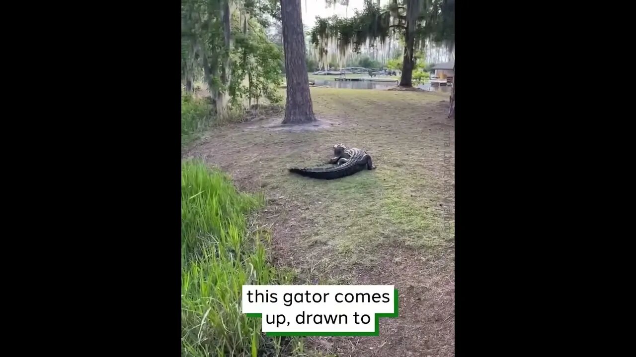 Gator Comes After Caught Fish