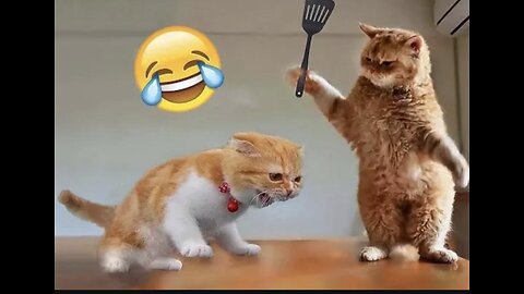 Funny animals 😄hub,funny animals club youtube, 🤣, funny animals dancing 💃😄, funny animals fighting 😄