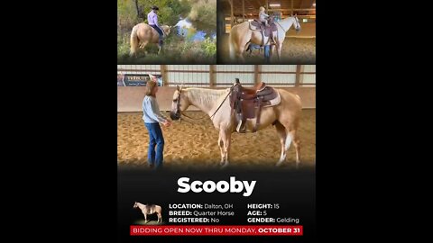 ⚜𝐇𝐞𝐫𝐢𝐭𝐚𝐠𝐞 𝓕𝓪𝓵𝓵 𝓒𝓵𝓪𝓼𝓼𝓲𝓬⚜ - online auction ending Monday | October 31st
