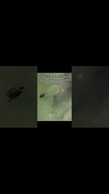 Insert scooby doo run sound effect. #fishing #fishingtips #turtle