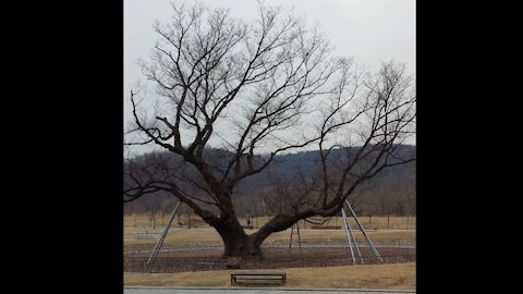 400-year-old tree in the park