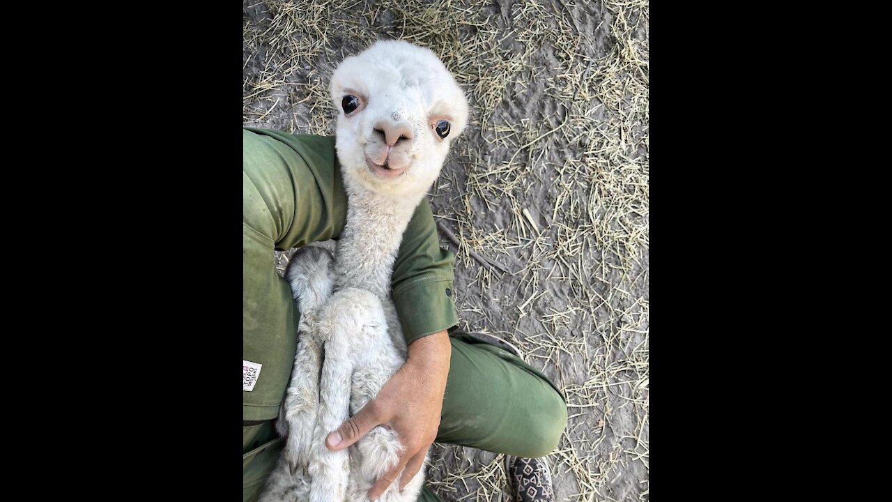 Furry Baby Alpacas - funny and cute