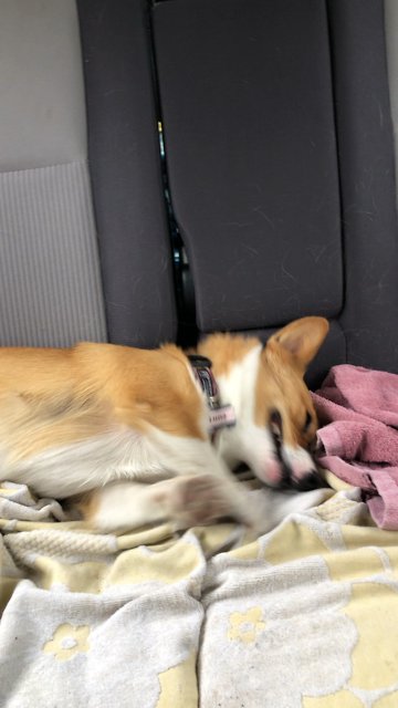 Adorable corgi has fun in the back seat