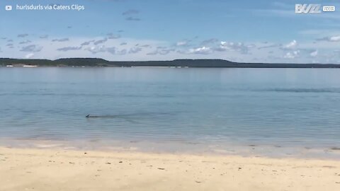 Wallaby beats the heat by heading for the beach