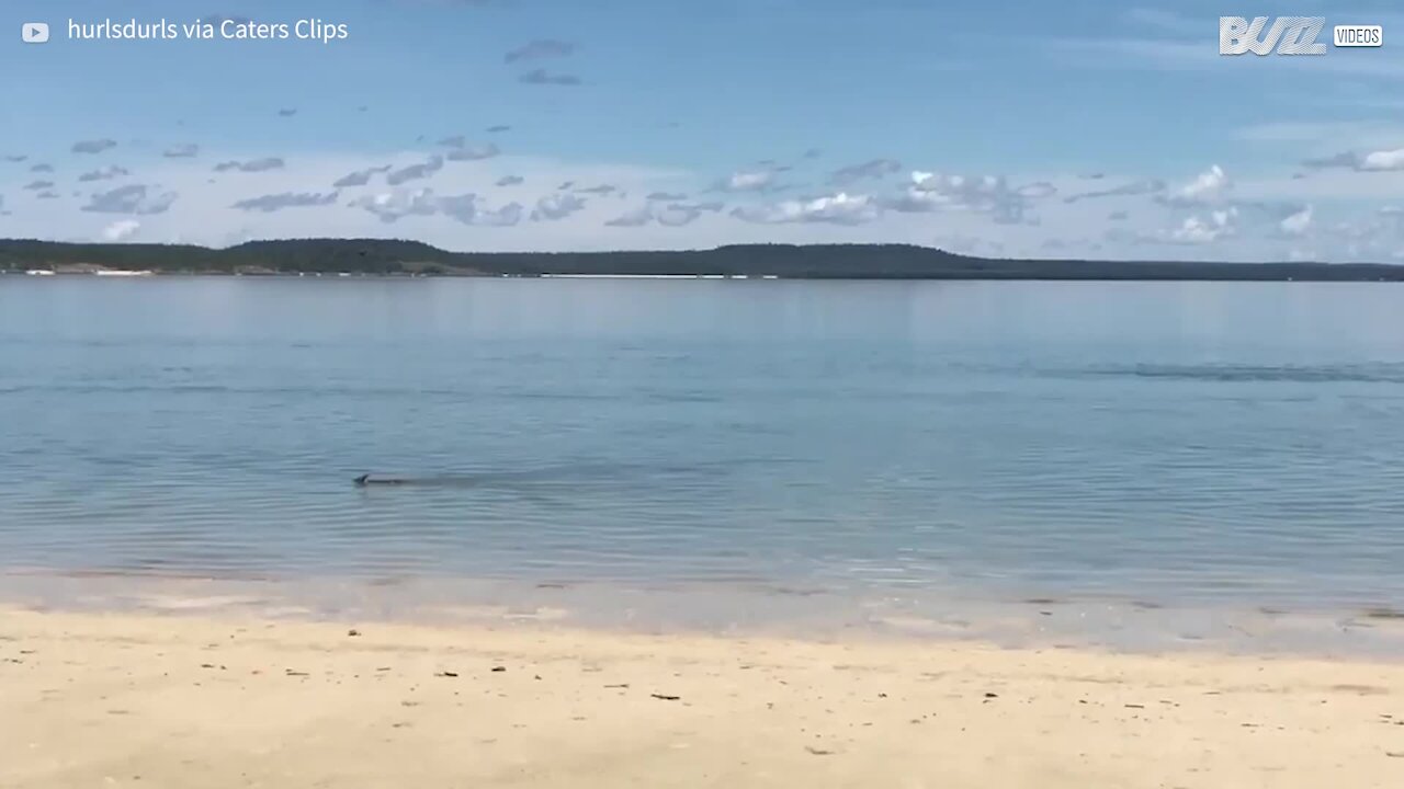 Wallaby beats the heat by heading for the beach