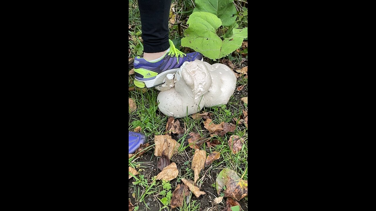 SLO mo shroom stomp