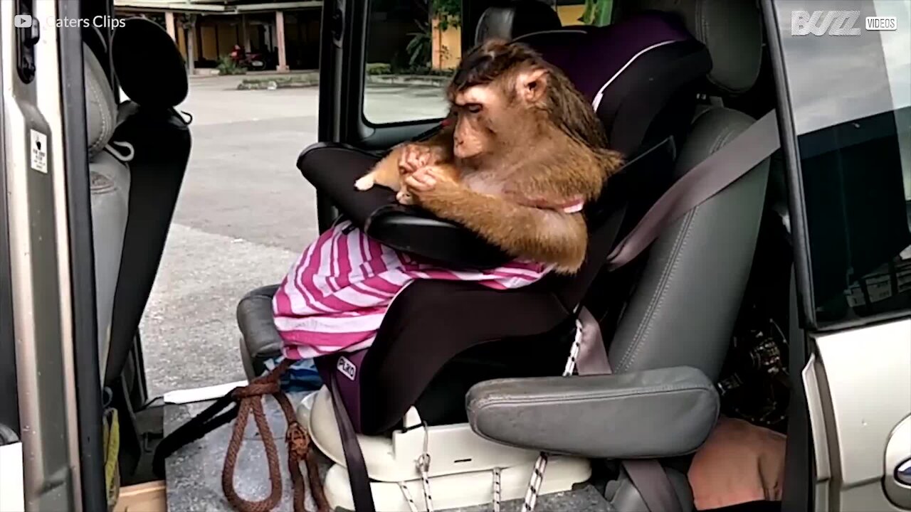 Ce singe cherche les puces d'un chaton