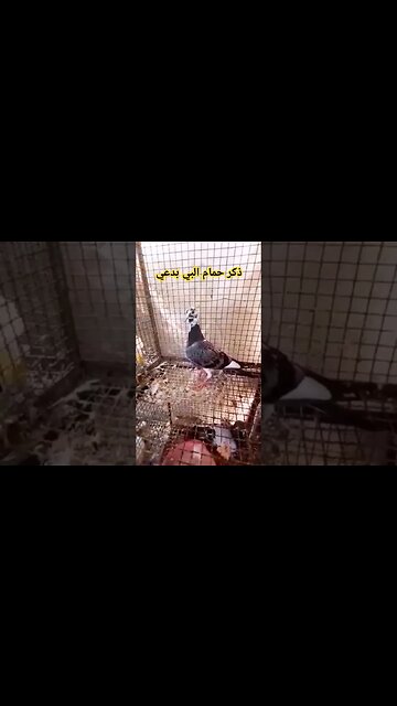 ذكر حمام البي بدعي كيوت