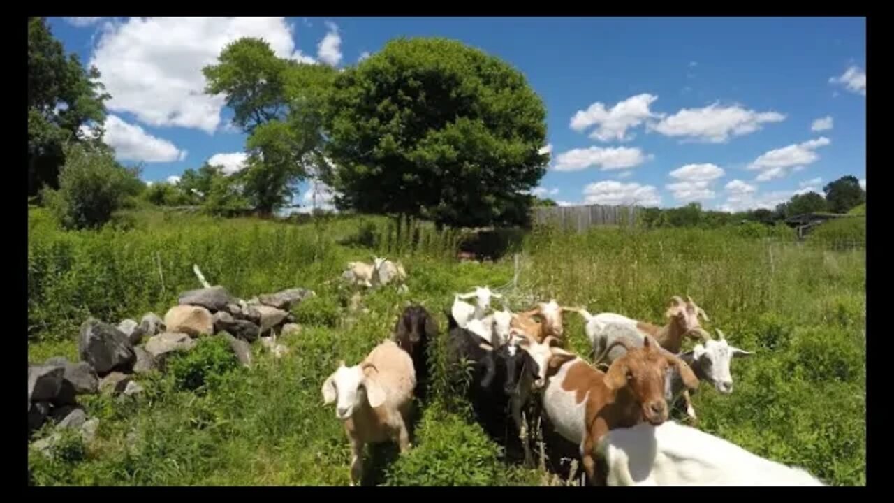 Moving goats to new pasture