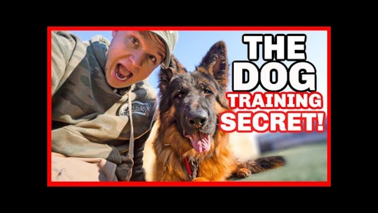 How To Safely Correct Your Dog