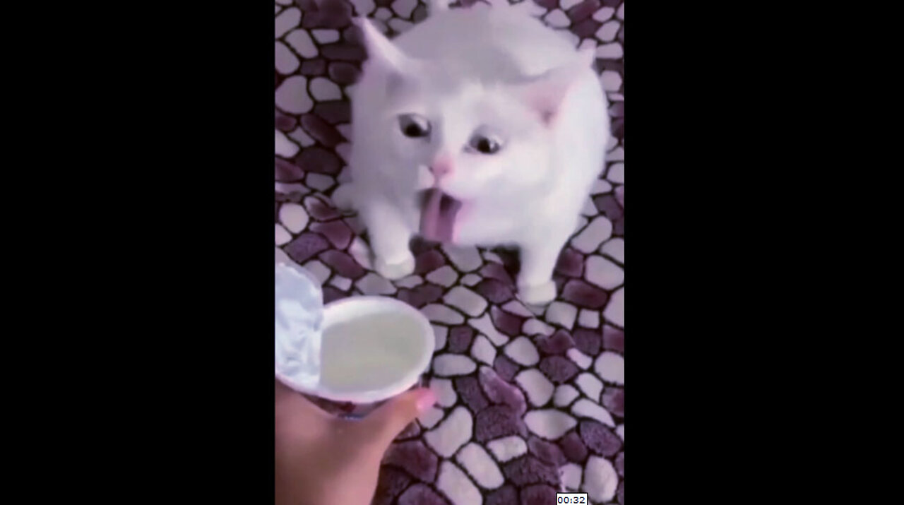 Funniest Cats and Dogs Videos 2022