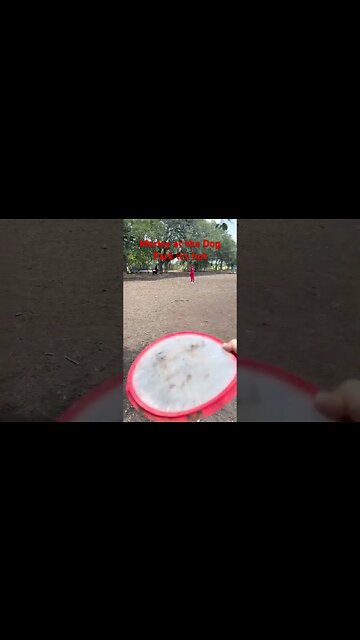 #viral #short #dog #heeler #australiancattledog #shorts #frizbee #dogfetch