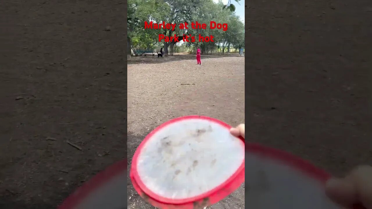 #viral #short #dog #heeler #australiancattledog #shorts #frizbee #dogfetch