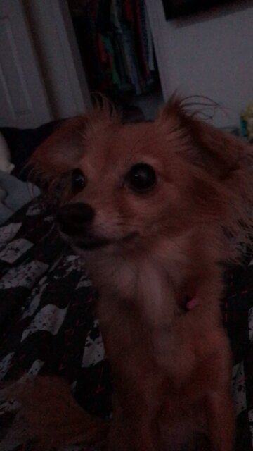 Mighty Minnie Wants to Play