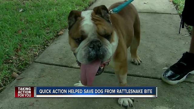 Family dog recovering after being bitten by rattlesnake in fenced backyard