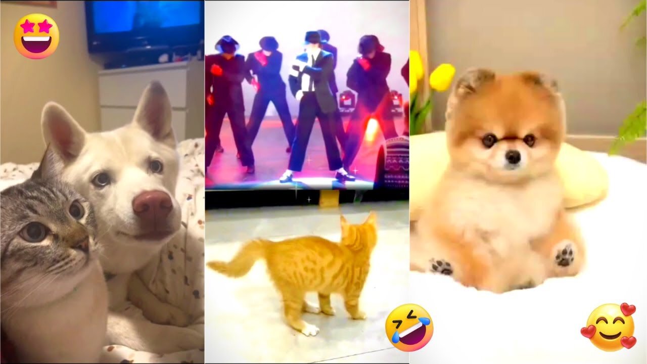 Cats and dogs funny cute videos compilation