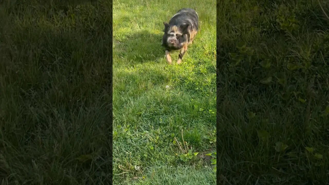 Pig chasing me🤣 #kunekune #pigs #piggy #farmanimals #farmlife #homestead #happy #fy #fyp #funny