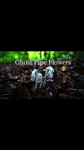 Ghost Pipe Flower Medicinal Properties and Harvesting. Indian Pipe Foraging herbalism. #shorts