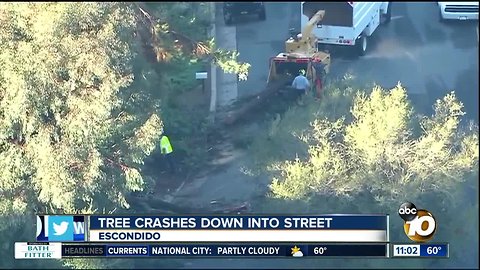 Tree crashes onto Escondido street