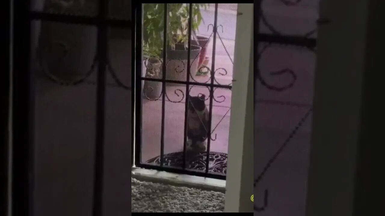 Cat funy door #funny #animals #video #best #trending #shorts