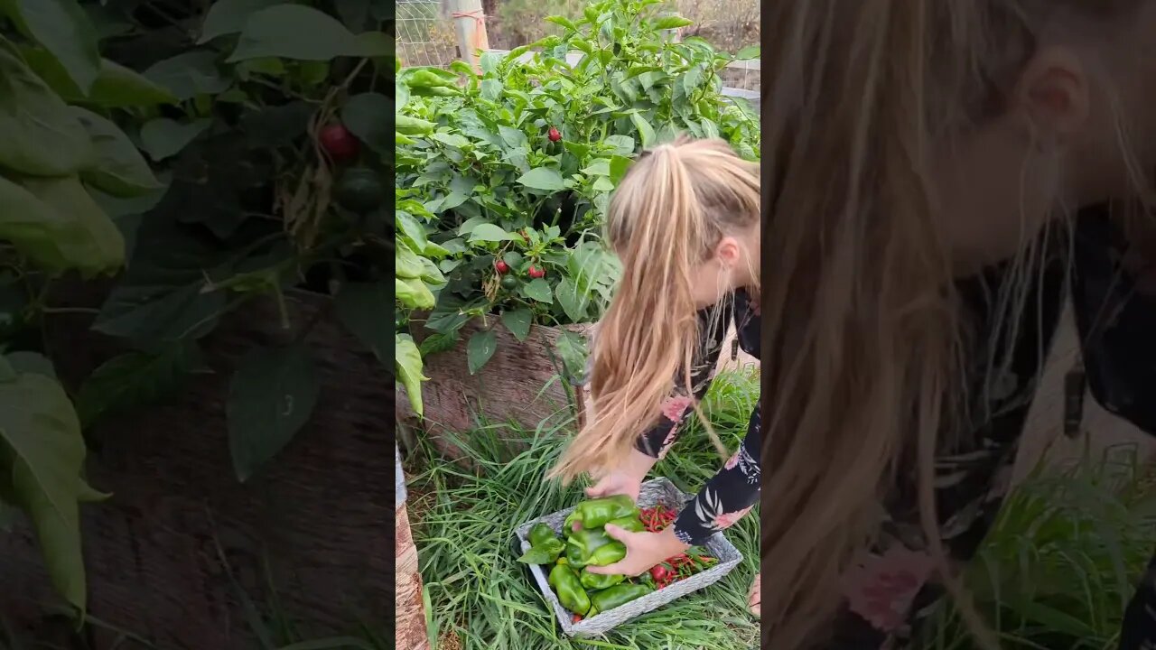 Pepper Harvest 🫑🌶️ #garden #homestead #autumn #harvest #homesteading #smallfarm #peppers