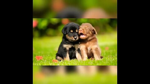 cute pets cute dogs friendship #pets #shorts #shubhamshukla