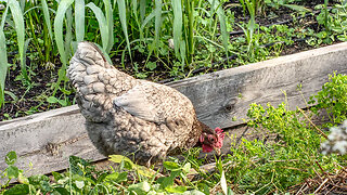 Letting Chickens Loose in the Vegetable Garden! | Our Self Reliance