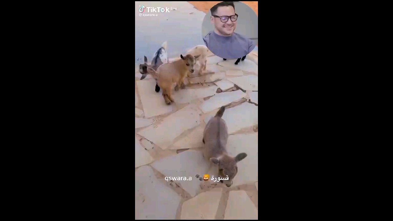 Baby goats❤️⚜️