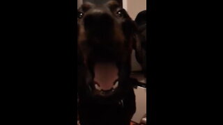 Doberman tantrum while trying to work