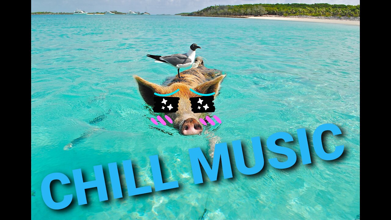 CAT'S VIDEO'S | FUNNY CAT'S |RELAX MUSIC | ANIMAL'S | CHILL | SLEEP MUSIC
