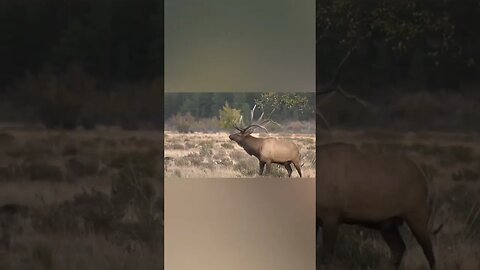 Elk calling