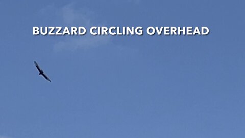 Buzzard Circling Overhead