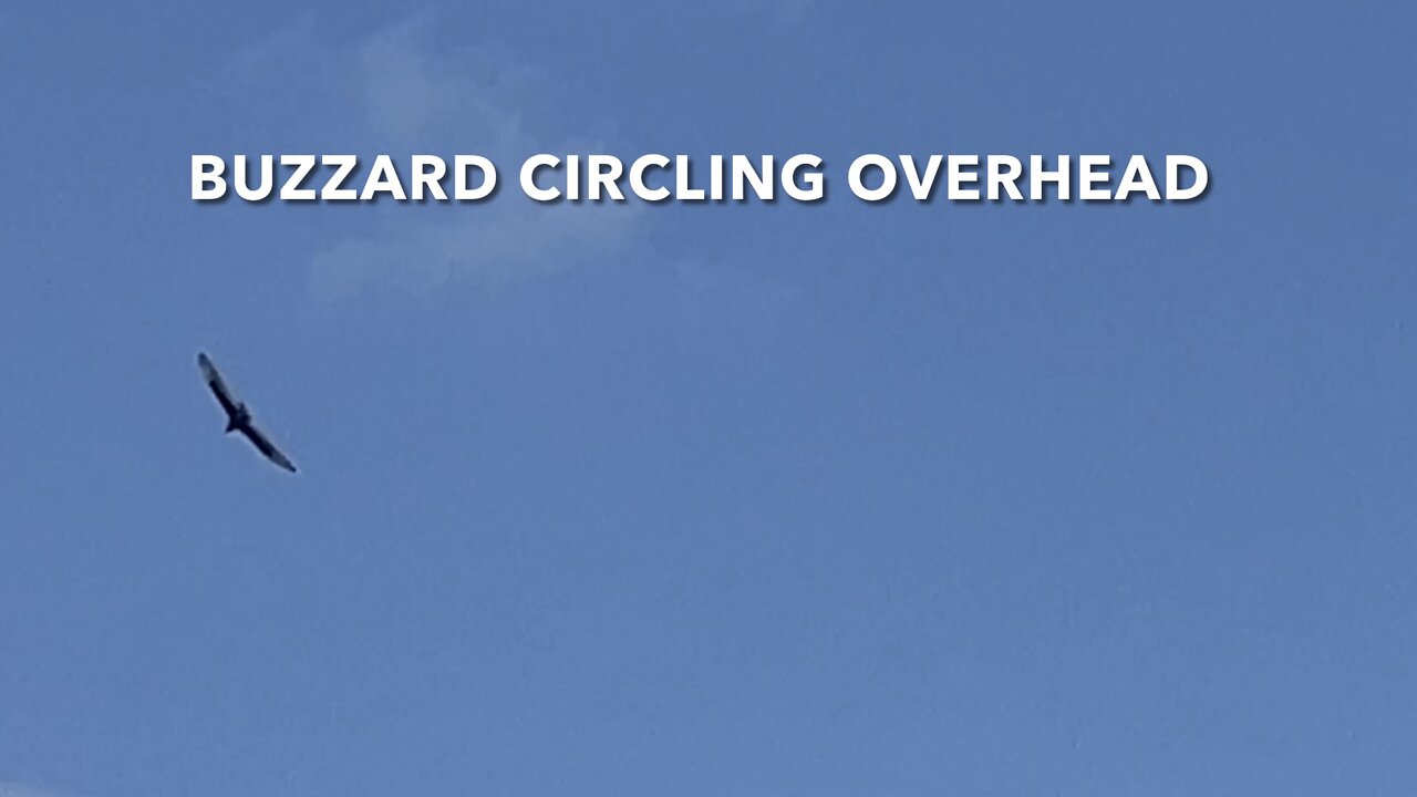 Buzzard Circling Overhead