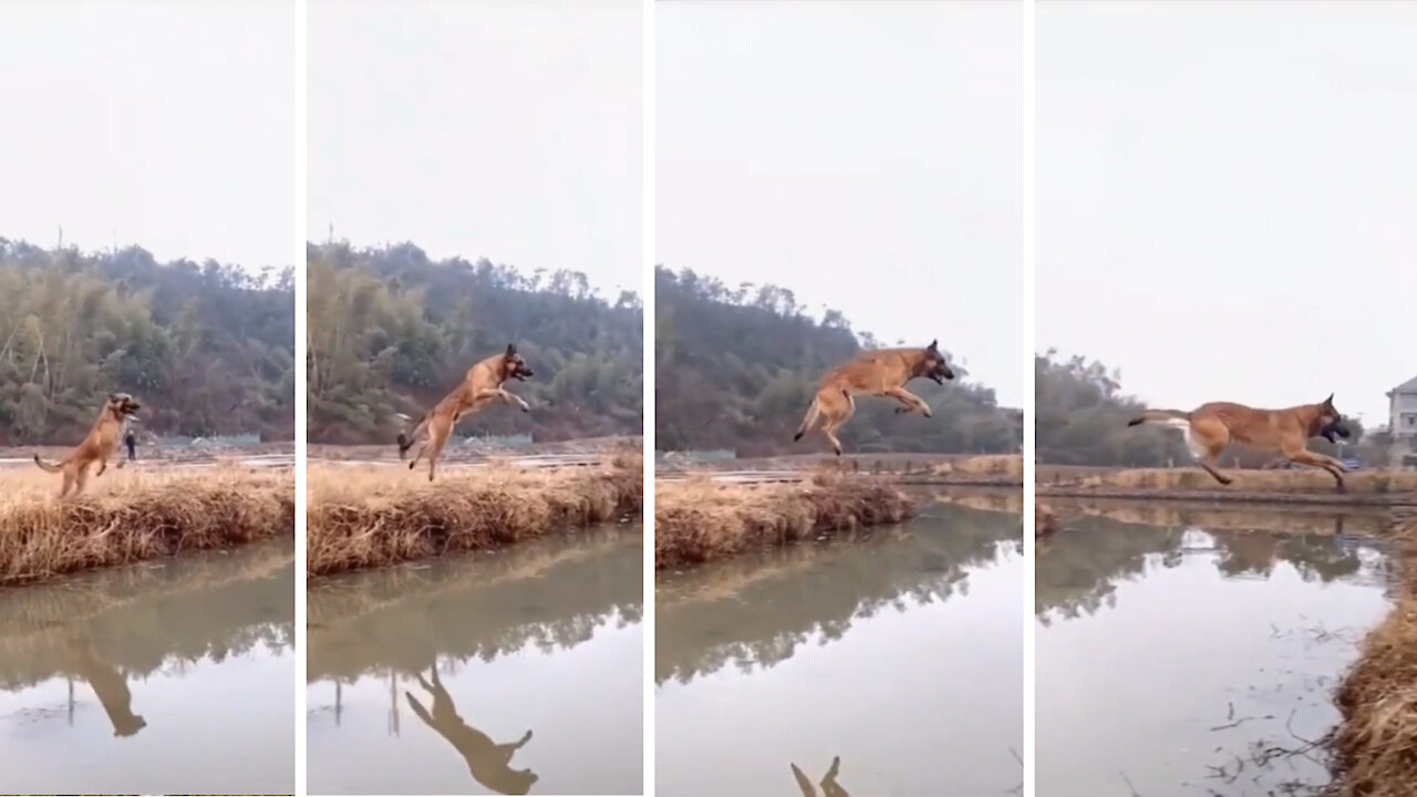 Amazing long jump by dog, nobody believes it until this