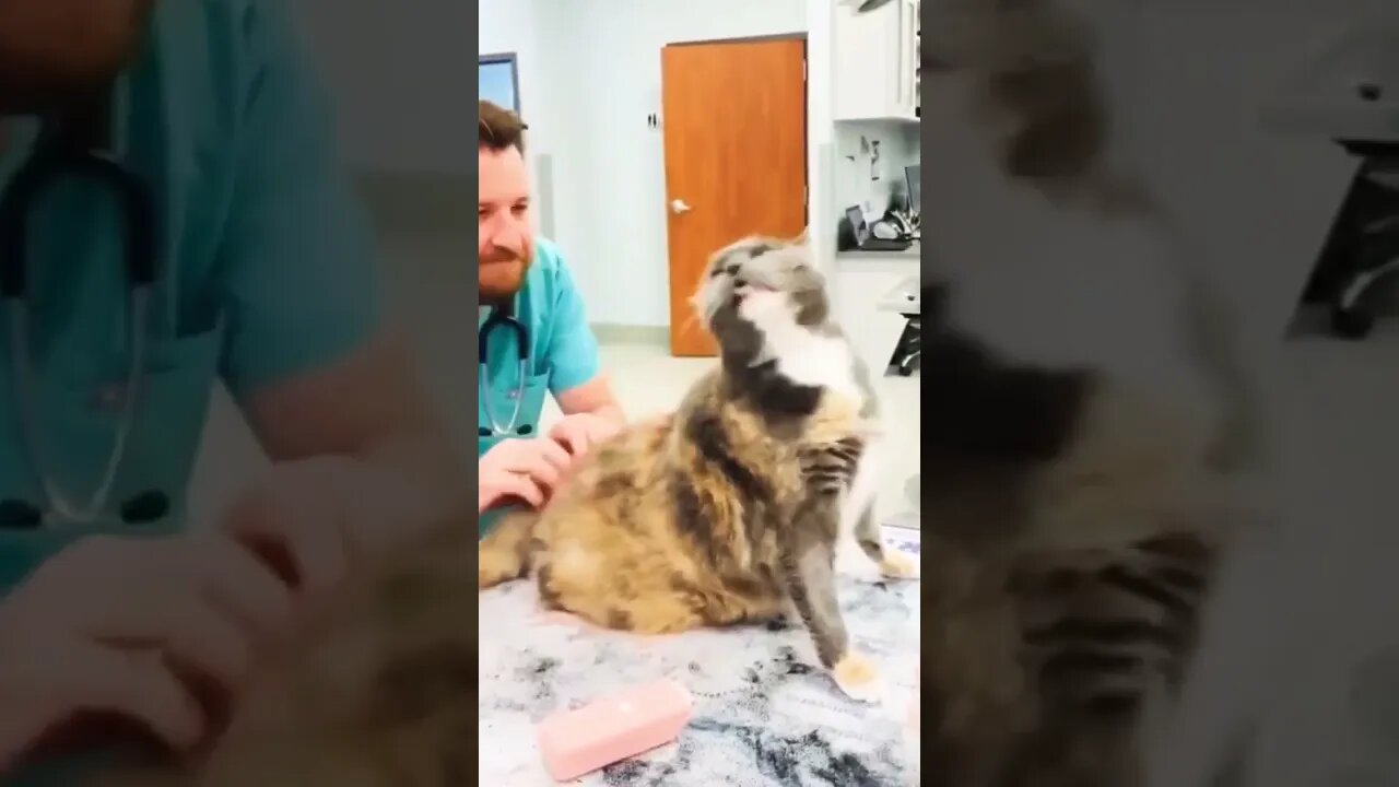 cat having fun #cat #fun #vet