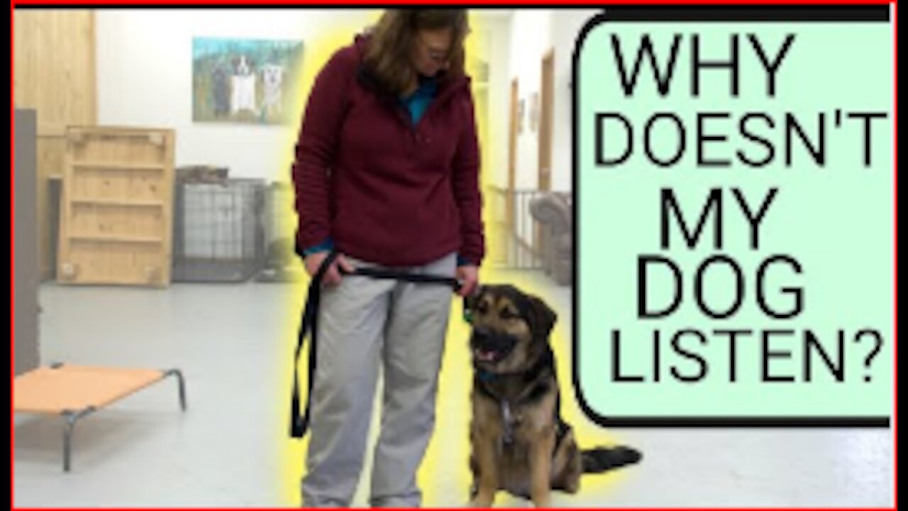 How to teach your dog to listen to you | Why your dog wont listen to you- Professional Dog Training