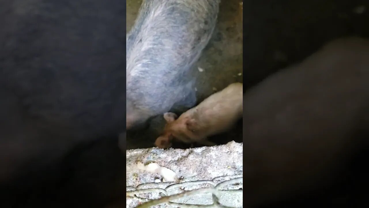 Porcos da Chácara Ebenézer