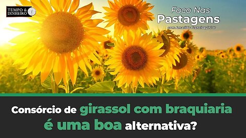 Consórcio de girassol com braquiaria é uma boa alternativa? Acompanhe Foco nas Pastagens