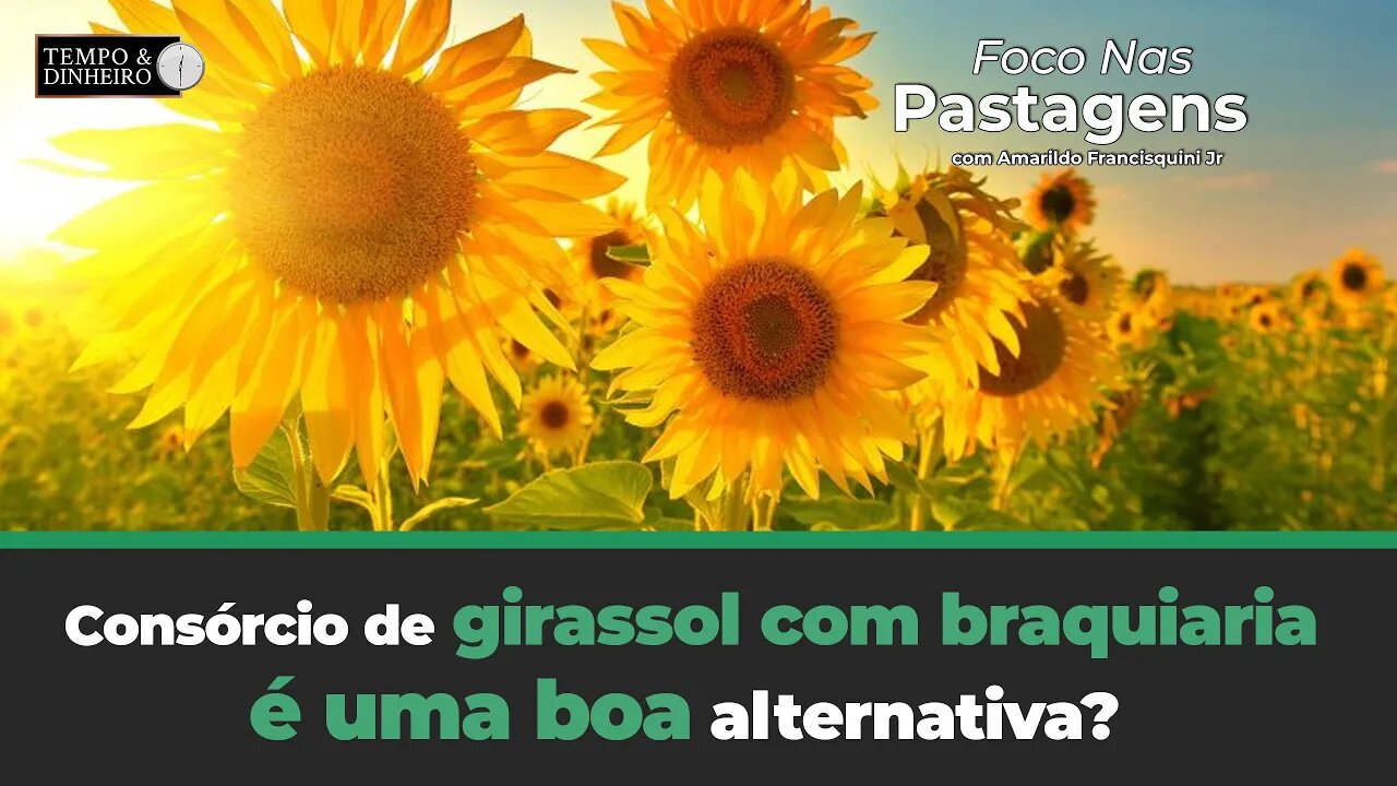 Consórcio de girassol com braquiaria é uma boa alternativa? Acompanhe Foco nas Pastagens